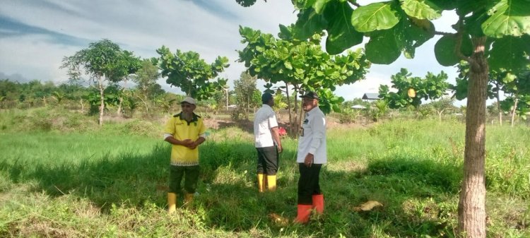 DLH Rohil Budidaya Tanaman Fagraea Auriculata di Atas Lahan Seluas 2 Hektar