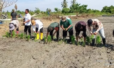 BAZNAS Rohil Dukung Penanaman Padi 400 Ha di Bagan Punak