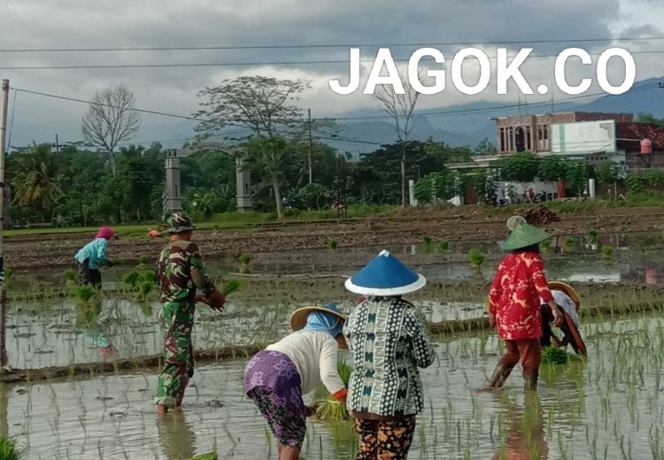 Babinsa Gondosuli Bantu Petani Tanam Padi