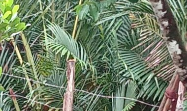 Rumbia Punah, Warga Cot Pluh Andalkan Udang dan Sagu