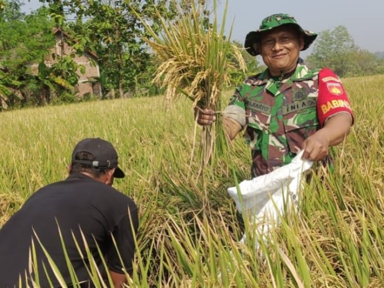 Babinsa Nogosari Dampingi Ubinan Padi untuk Prediksi Panen