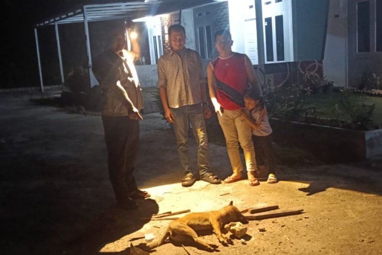 Sembilan Warga Pekanbaru Digigit Anjing Liar, Dinkes Beri Vaksin Rabies dan Bentuk Posko Antisipasi
