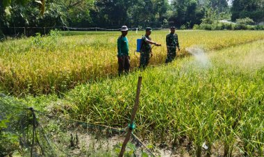 Babinsa Sragen Dampingi Petani Semprot Padi Cegah Hama