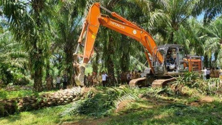 Peremajaan Kelapa Riau: Ubah Bantuan Jadi Investasi Kemitraan Petani