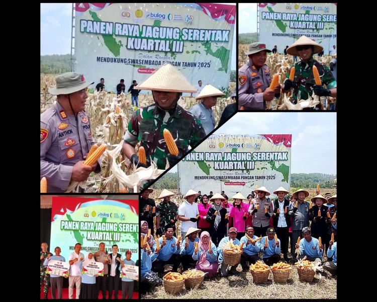 Forkopimda Boyolali Gelar Panen Raya Jagung Serentak
