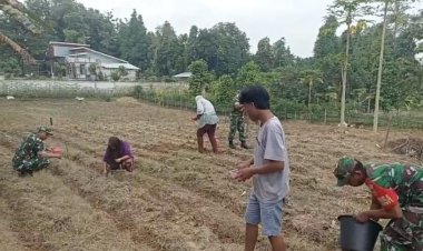 Babinsa Bantu Petani Tanam Jagung di Sragen