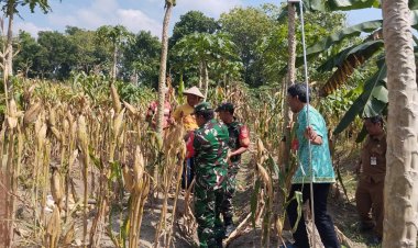 Babinsa Sragen Turun ke Sawah, Bantu Petani Panen Jagung Wujudkan Ketahanan Pangan
