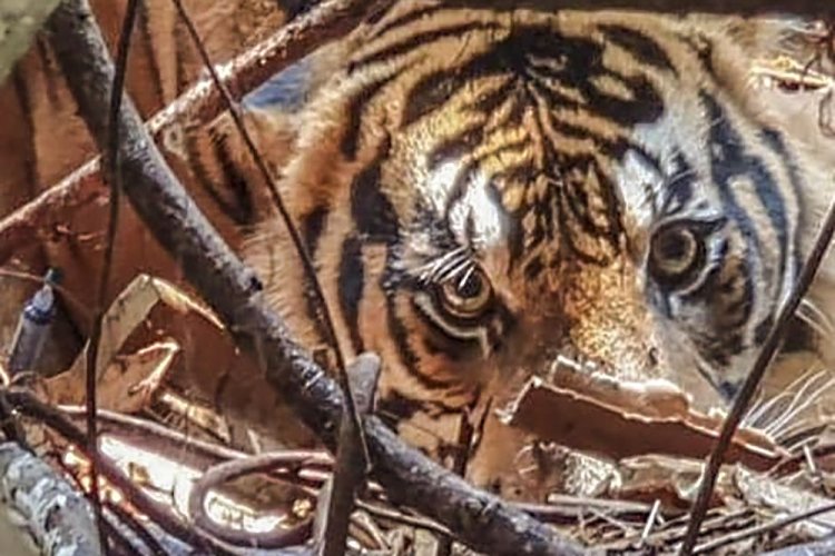 BBKSDA Riau Telusuri Penampakan Tiga Harimau Sumatera di Kampar