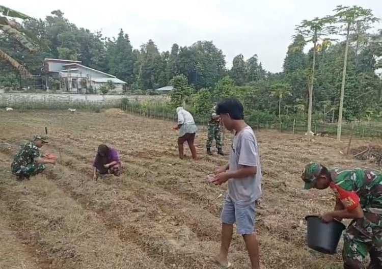 Babinsa Bantu Petani Tanam Jagung di Sragen