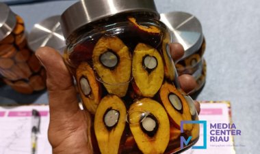 Harga TBS Sawit Riau Naik, Mitra Plasma Tembus Rp 3.467 per Kg