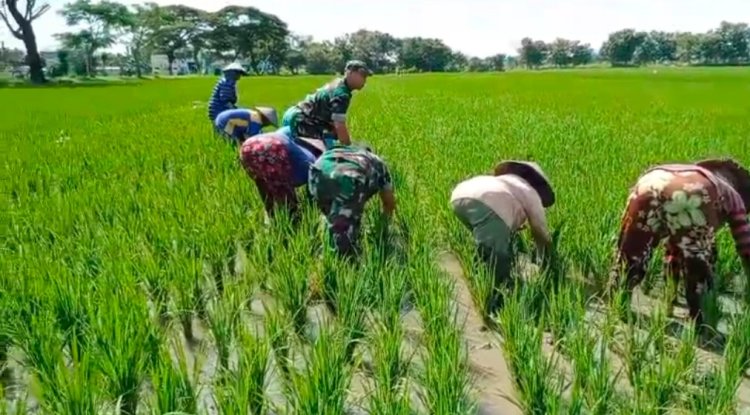 Babinsa Sragen Bantu Penyulaman Padi, Tingkatkan Hasil Panen Petani