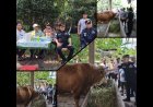 Bupati Asmar Tinjau Sapi Kurban Presiden RI 903 Kg di Meranti