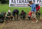 Perkuat Swasembada Pangan Pelosok Desa, Satgas TMMD Ke-129 Kodim 0313/KPR Turun Sawah Tanam Padi di Kuala Panduk