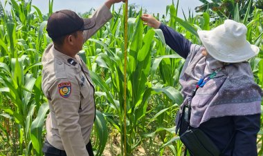 Aipda Wempi Kamri Personil Polsek Pangkalan Kerinci Giat Monitoring Jagung Pipil Guna Dukung Ketahanan Pangan