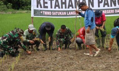 Perkuat Swasembada Pangan Pelosok Desa, Satgas TMMD Ke-129 Kodim 0313/KPR Turun Sawah Tanam Padi di Kuala Panduk
