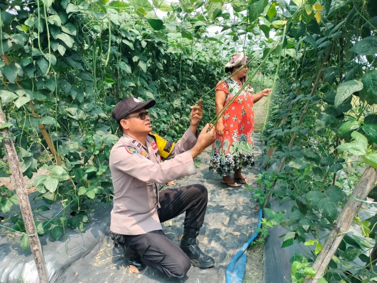 Bhabinkamtibmas Polsek Pangkalan Kerinci Sambangi Lahan Bergizi, Dukung Ketahanan Pangan Masyarakat